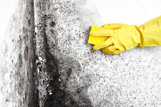 Best Mold Remediation  in Broadway, NC