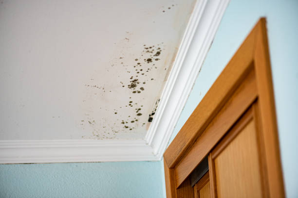 Mold Removal Process in Broadway, NC