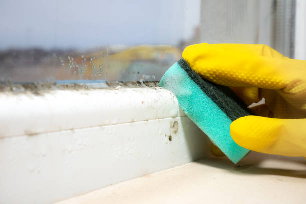 Best Affordable Mold Removal  in Broadway, NC