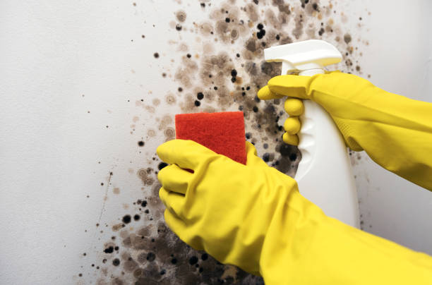 Trusted Broadway, NC Mold Removal Experts