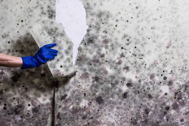 Office Mold Removal Services in Broadway, NC