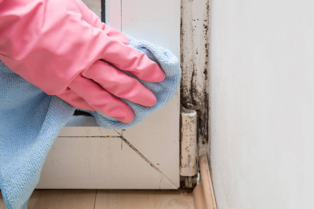 Best Black Mold Removal  in Broadway, NC