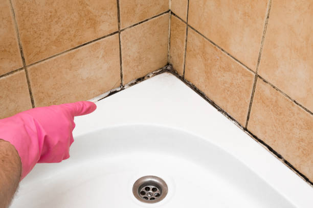 Best Commercial Mold Removal  in Broadway, NC